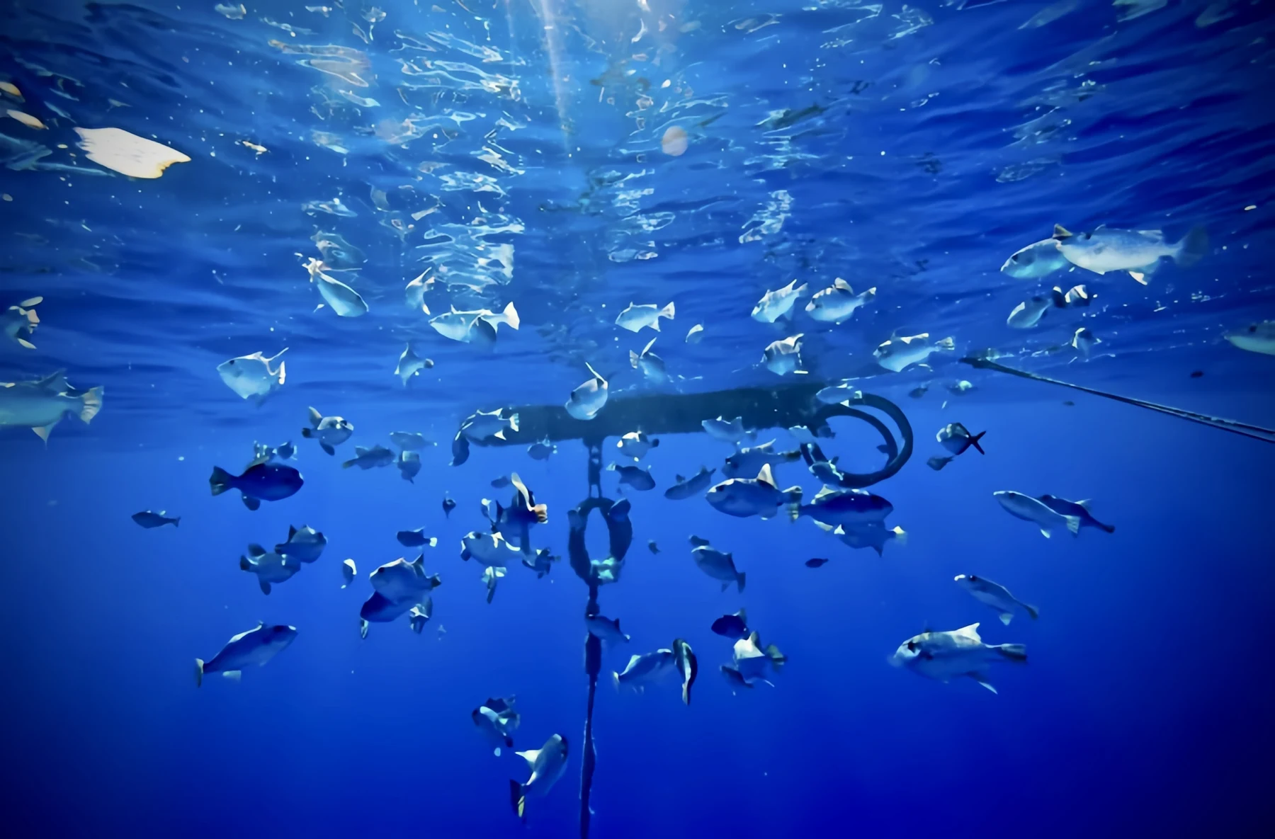 Fish gathering around a FAD beneath the ocean surface